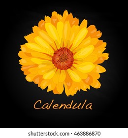 Calendula vector illustration isolated
