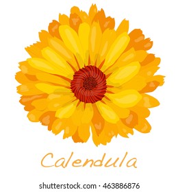 Calendula vector illustration isolated