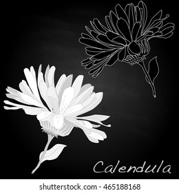 Calendula vector illustration isolated