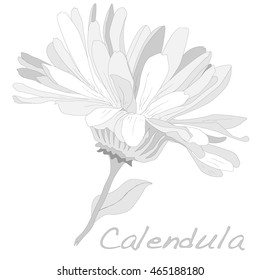 Calendula vector illustration isolated