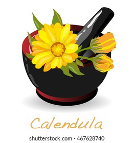 Calendula vector illustration isolated