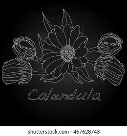 Calendula vector illustration isolated