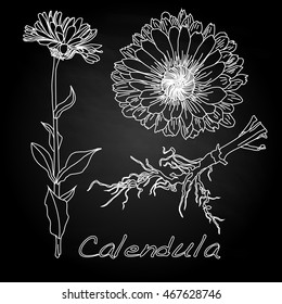 Calendula vector illustration isolated