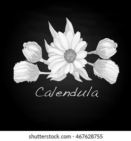 Calendula vector illustration isolated