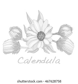 Calendula vector illustration isolated