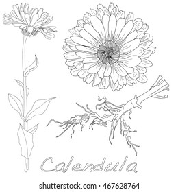 Calendula vector illustration isolated