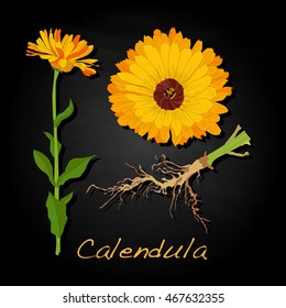 Calendula vector illustration isolated