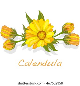 Calendula vector illustration isolated