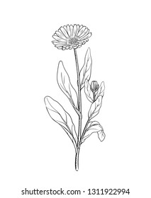 Calendula vector illustration of marigold flower twig, sketch engraving vintage botanical illustration, outline meadow wildflower, alternative medicine and beauty herb isolated on white