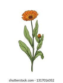Calendula vector illustration of marigold flower twig sketch engraving vintage botanical illustration orange meadow wildflower alternative medicine and beauty herb isolated on white