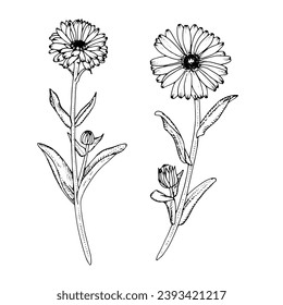 Ilustración del contorno del vector Calendula. Conjunto gráfico de clipart dibujado a mano de la flor de marigold. Arte de línea negra. Dibujo lineal de hierbas ofimáticas sobre fondo aislado. Té de margarita floral medicamentoso