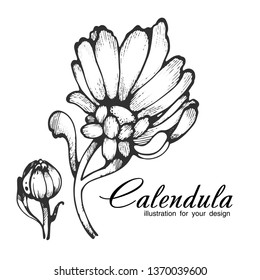 Calendula. Vector plant isolated on white background. The concept of graphic image of medical plants, herbs, flowers, fruits, roots. Designed to create package of health and beauty natural products.