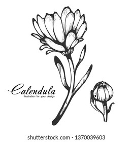 Calendula. Vector plant isolated on white background. The concept of graphic image of medical plants, herbs, flowers, fruits, roots. Designed to create package of health and beauty natural products.