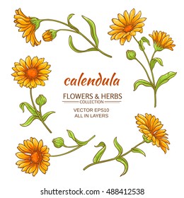 calendula vector set