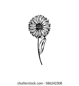 Calendula vector. Wildflowers collection in outline style for natural, organic, health care products,aromatherapy. Flower lined isolated on a white background. Vector illustration.