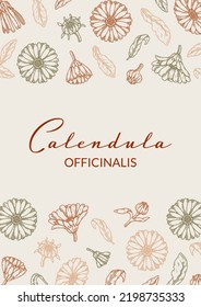 Diseño de embalajes verticales de caléndula con elementos dibujados a mano. Ilustración vectorial en el estilo de esbozo