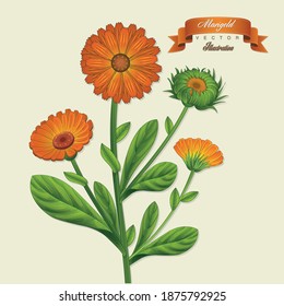 Calendula vintage hand drawn medical vector illustrations. Pharmaceutical, botanical calendula plant hand drawn. Vector retro marigold draw. 