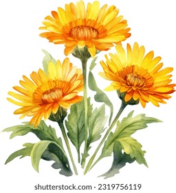 Calendula Watercolor illustration. Hand drawn underwater element design. Artistic vector marine design element. Illustration for greeting cards, printing and other design projects.