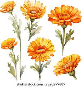 Calendula Watercolor illustration. Hand drawn underwater element design. Artistic vector marine design element. Illustration for greeting cards, printing and other design projects.