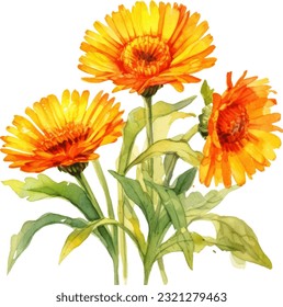 Calendula Watercolor illustration. Hand drawn underwater element design. Artistic vector marine design element. Illustration for greeting cards, printing and other design projects.