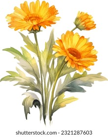 Calendula Watercolor illustration. Hand drawn underwater element design. Artistic vector marine design element. Illustration for greeting cards, printing and other design projects.