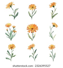 Calendula.Watercolor calendula flowers set. Hand painted illustration isolated on white background