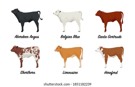 Calf of Aberdeen Angus, Belgian Blue, Santa Gertrude, Shorthorn, Limousine, Hereford Cows - The Best Beef Cattle Breeds Set. Farm animals. Vector Illustration.