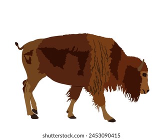 Calf bison vector illustration isolated on white background. Portrait of baby buffalo male, symbol of America wildlife. Strong animal, Indian culture native people. Buffalo cubs grassing. 