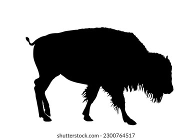 Calf bison vector silhouette illustration isolated on white background. Portrait of shape baby buffalo male, symbol of America. Strong animal, Indian culture. Buffalo cubs grassing.