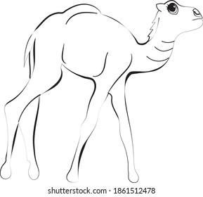 Calf in different poses. farm animal in cartoon for color