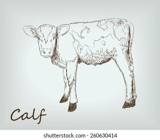 calf is a farm animals on background. vector sketches