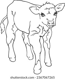 Calf, full length front view. Linear contour drawing. For printing coloring pages, logos. Use in packaging design, printing on objects and other purposes. The little bull looks ahead.