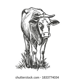 Сow or calf. Grazing cattle on a farm. Vector hand drawn sketch style illustration.