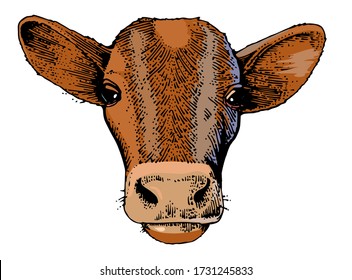 Calf head vector isolated on a white background. Frontal, front view. Brown red ginger breed. Hand drawing.