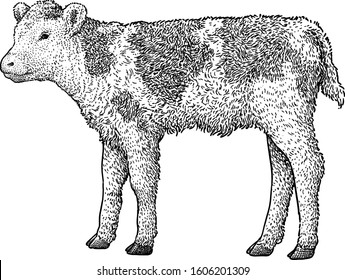 Calf Illustration, Drawing, Engraving, Ink, Line Art, Vector