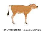 Calf Jersey - The Best Milk Cattle Breeds. Farm animals. Vector Illustration.