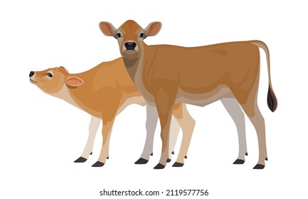 Calf Jersey - The Best Milk Cattle Breeds. Farm animals. Vector Illustration.