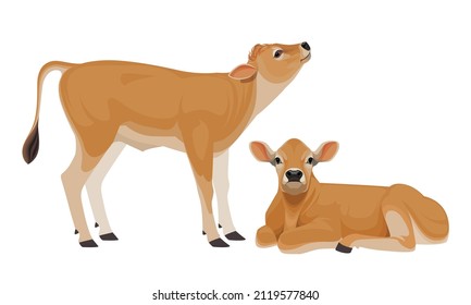 Calf Jersey - The Best Milk Cattle Breeds. Farm animals. Vector Illustration.