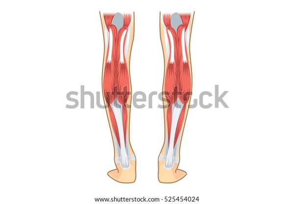 子牛の筋肉 人間の脚の解剖図 のベクター画像素材 ロイヤリティフリー