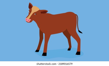 calf on a blue background