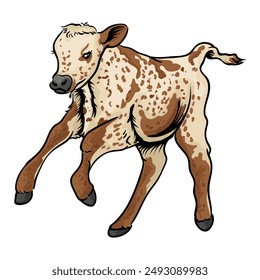calf on a separate white background