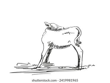 A calf scratches its back with its head turned far back, hand drawn illustration, a young cow stands on four legs on the lawn, vector freehand sketch black ink on white