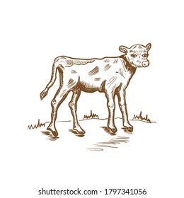 calf , sketch, hand drawn vector illustration, vintage drawing in brown color, design for eco farm products