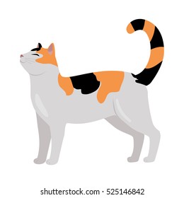 Calico cat breed. Cute tricolor cat standing with raised tail flat vector illustration isolated on white background. Purebred pet. Domestic friend and companion animal. For pet shop ad, hobby breeding