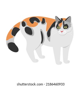 Calico cat colored in flat style isolated on white background. Beautiful hand drawn tri-color kitten illustration 
