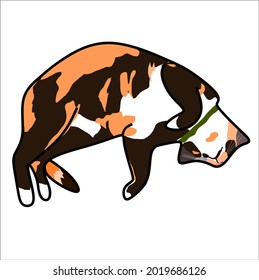 El gato calico está rodando y está tumbado en la espalda aislado en un fondo blanco, negro con franjas de color blanco y naranja en la piel de gatito, comportamiento gracioso y adorable de las mascotas