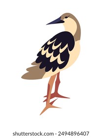 calidris canutus bird isolated icon