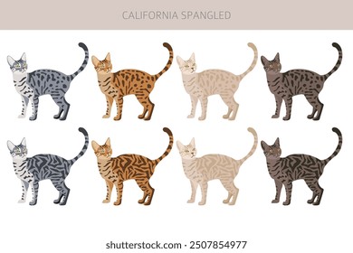 Califoria Spangled Cat Clipart. Alle Fellfarben eingestellt.  Alle Katze Rassen Merkmale Infografik. Vektorgrafik