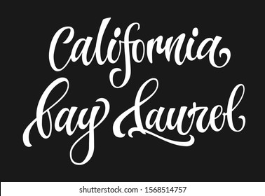 California bay laurel - white colored hand drawn spice label. Isolated calligraphy scrypt stile word. Vector lettering design element.