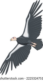 California Condor Flying Vector Illustration